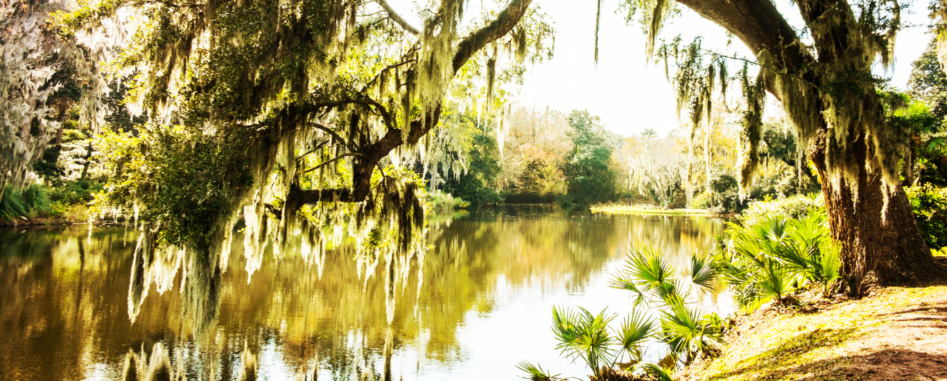 Image of Lowcountry Oak Trees and Creek